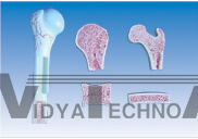 The model of bone structure Dimension:400*420*300(mm)